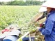 Ninh Bình: Trồng cây gai xanh AP1 trên đất gò đồi 